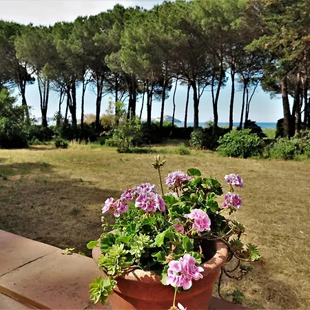 Eucalipti Immersa Nel E Sul Mare *